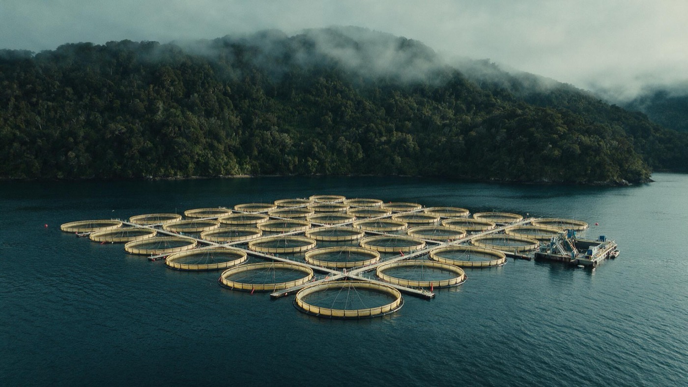 Jaulas circulares de un centro de engorda en el mar
